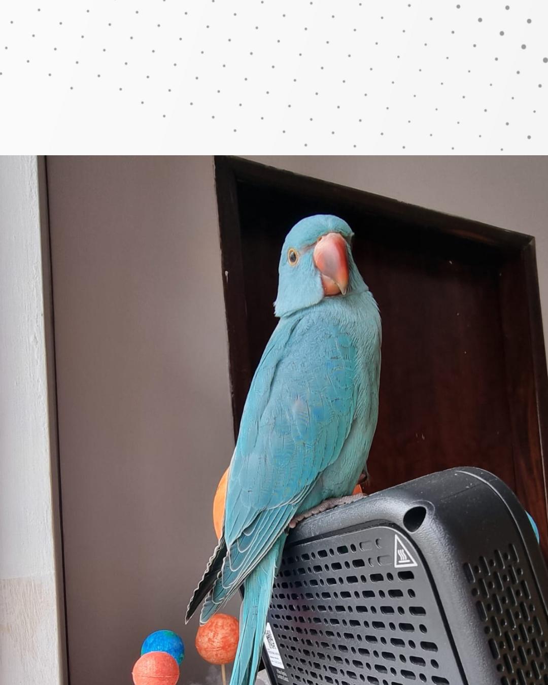 Família pede ajuda para encontrar passarinho desaparecido