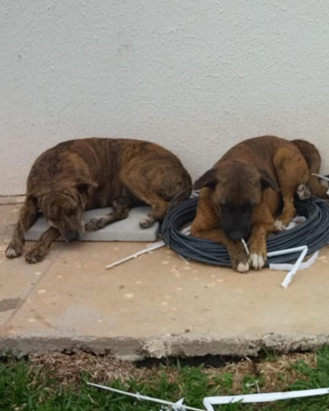 “Limpeza petnica” de cães do estacionamento do Mercado Livre completa 1 mês. Rajada e Cara Preta seguem desaparecidas