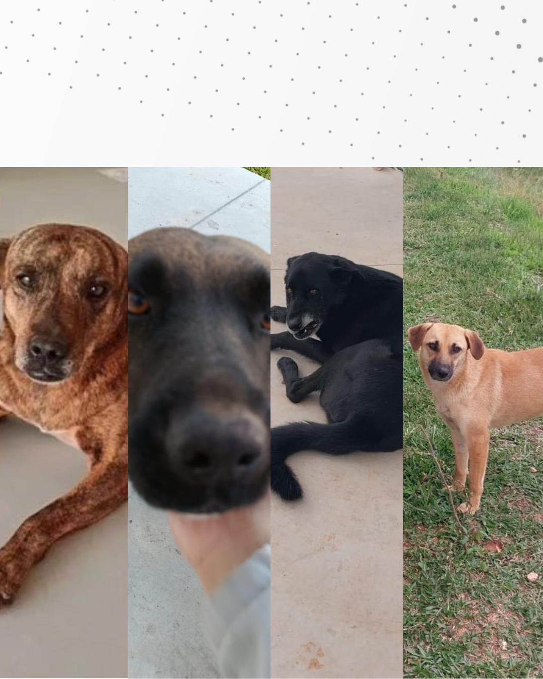 Mercado Livre demite funcionários envolvidos no desaparecimento de cães comunitários do Centro de Distribuição de Araucária