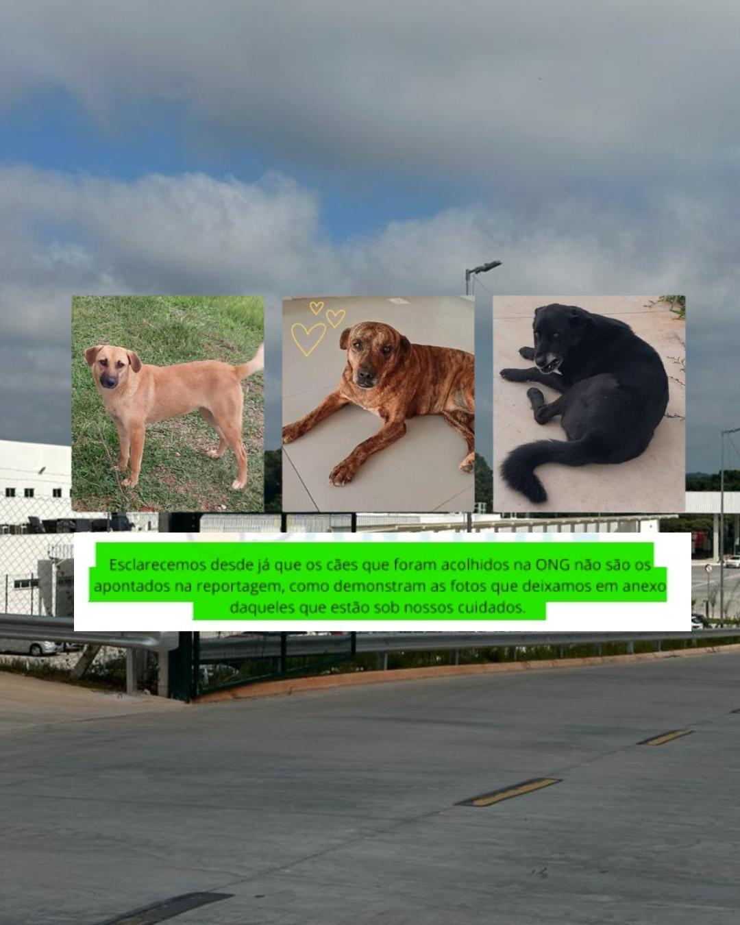 Mercado Livre mentiu ao afirmar que cães comunitários foram entregues a ONG em Fazenda Rio Grande