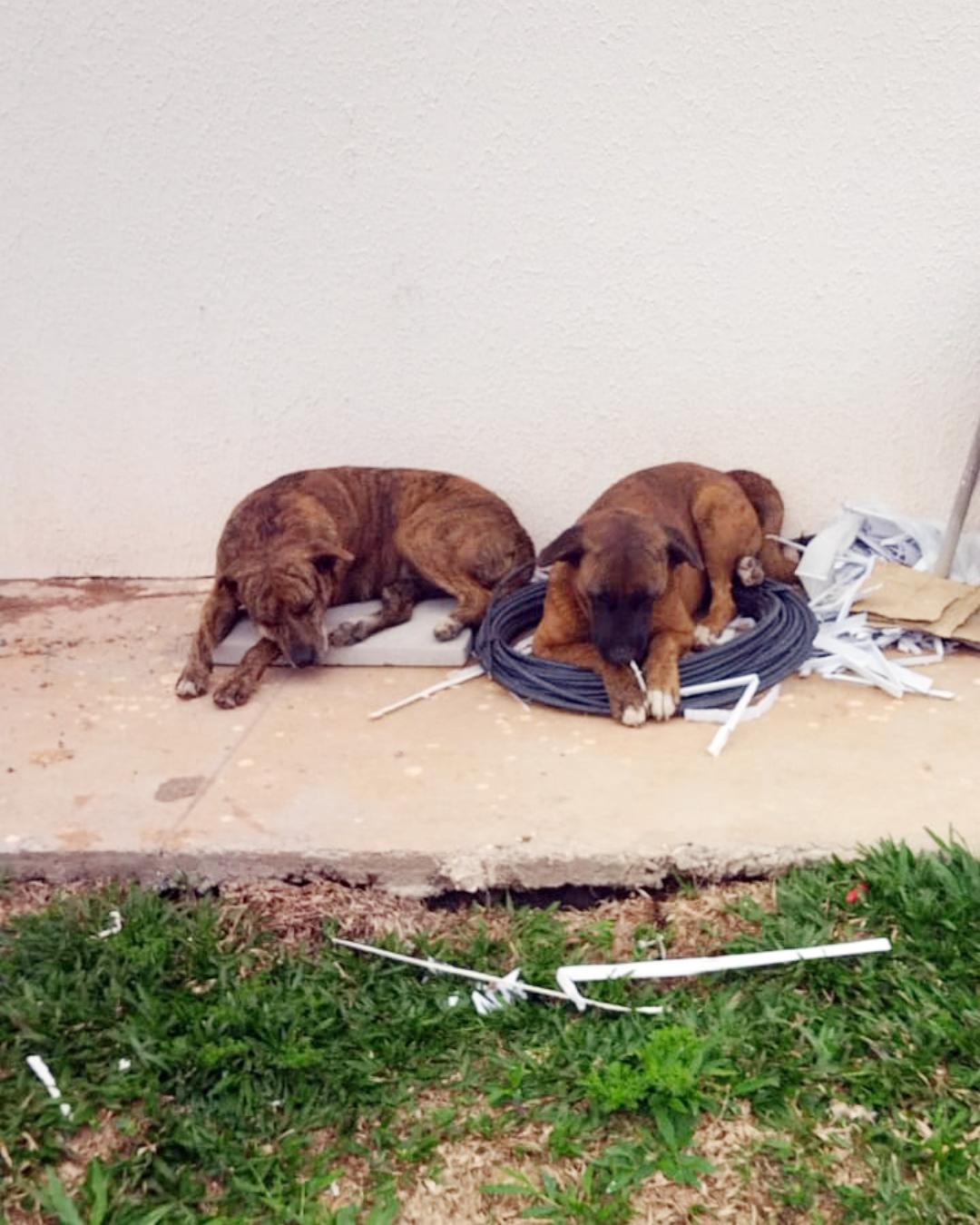 Ministério Público vai investigarconduta do Mercado Livre em caso de maus-tratos a cães comunitários
