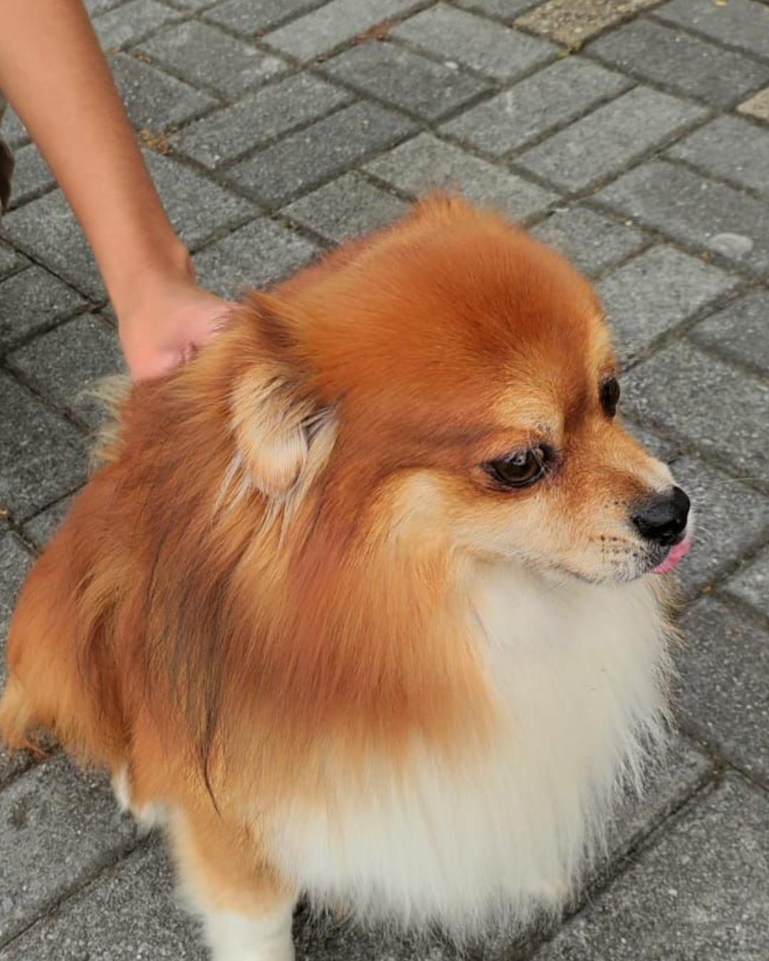 Moradora procura dono de spitz alemão