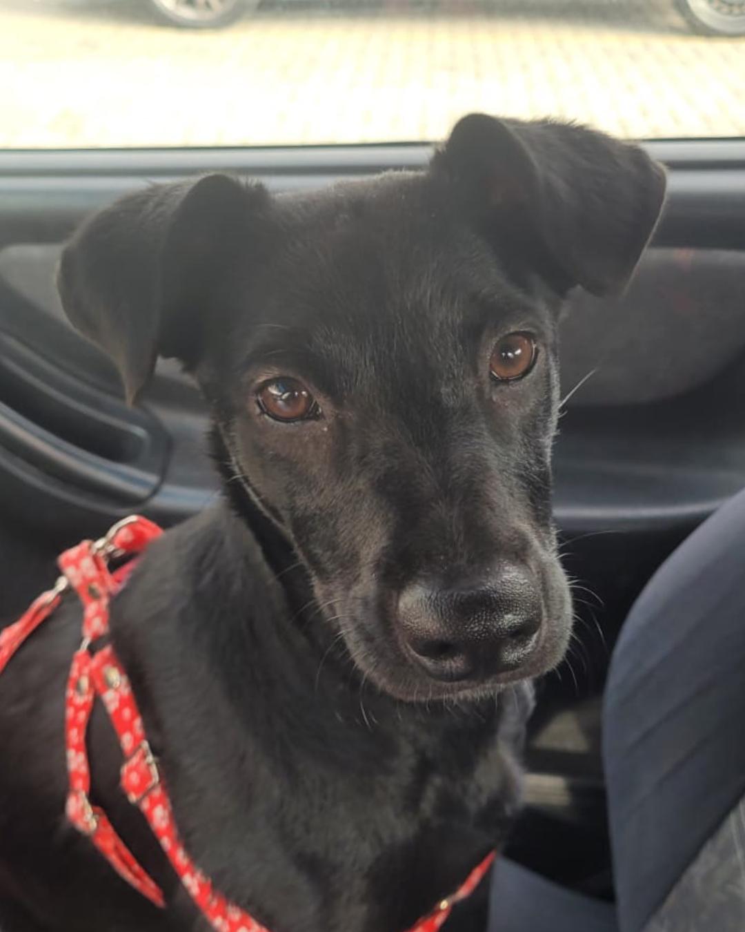 Onde está Roberta? Família pede ajuda para encontrar cachorrinha perdida