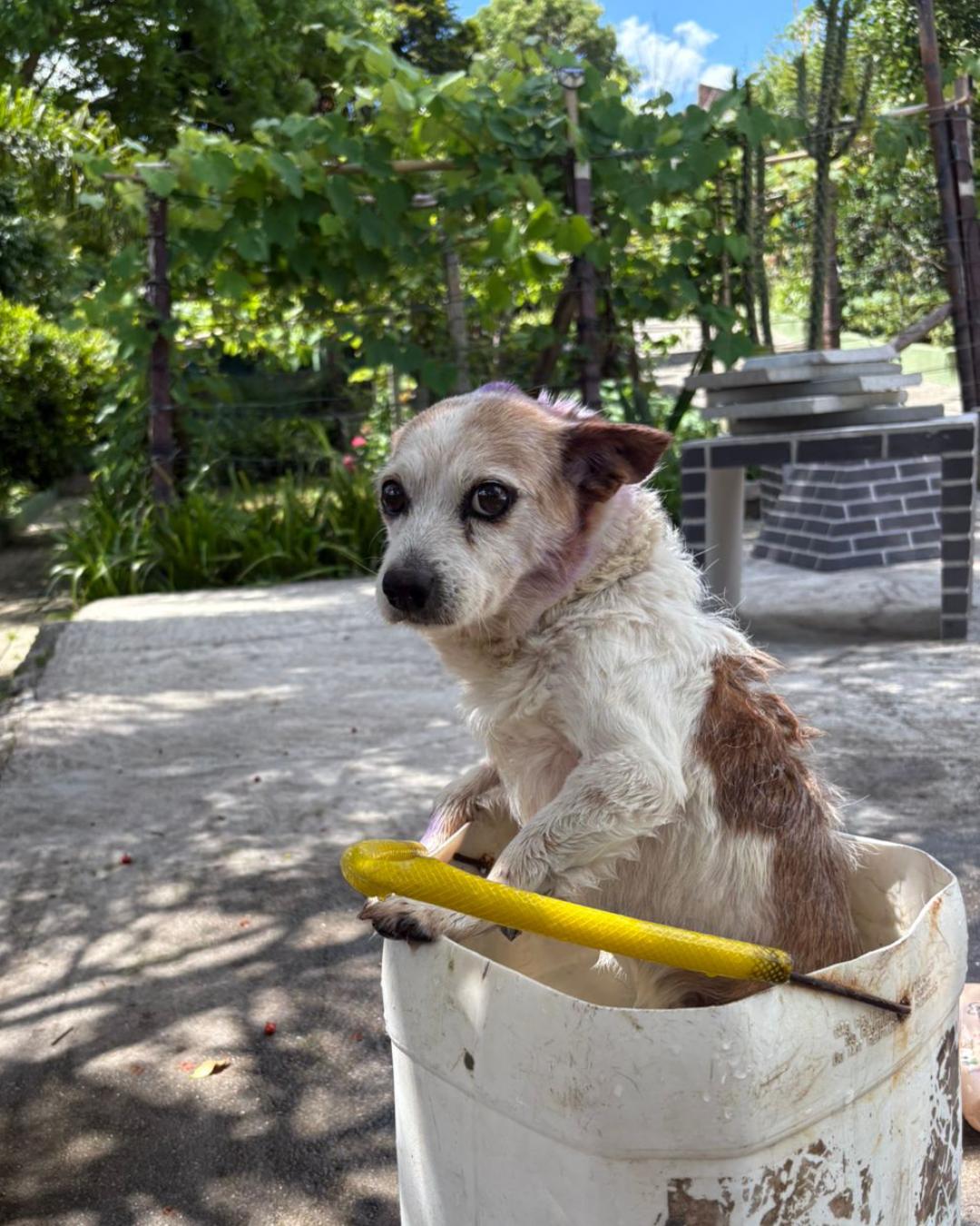 Onde está Romeu? Família pede ajuda para encontrar cachorrinho perdido