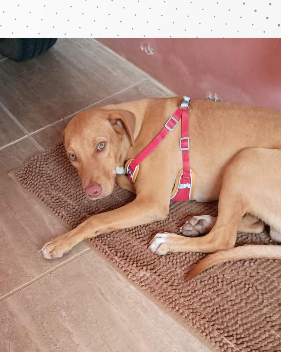 Procura-se tutores de cachorrinho encontrado no bairro Iguaçu