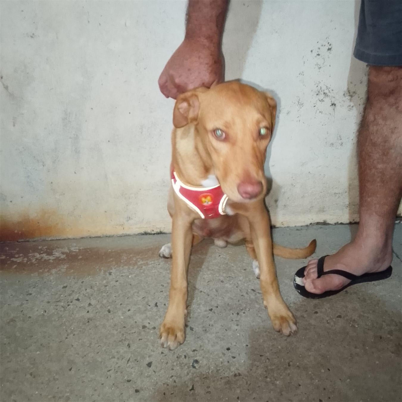 Procura-se tutores de cachorrinho encontrado no bairro Iguaçu