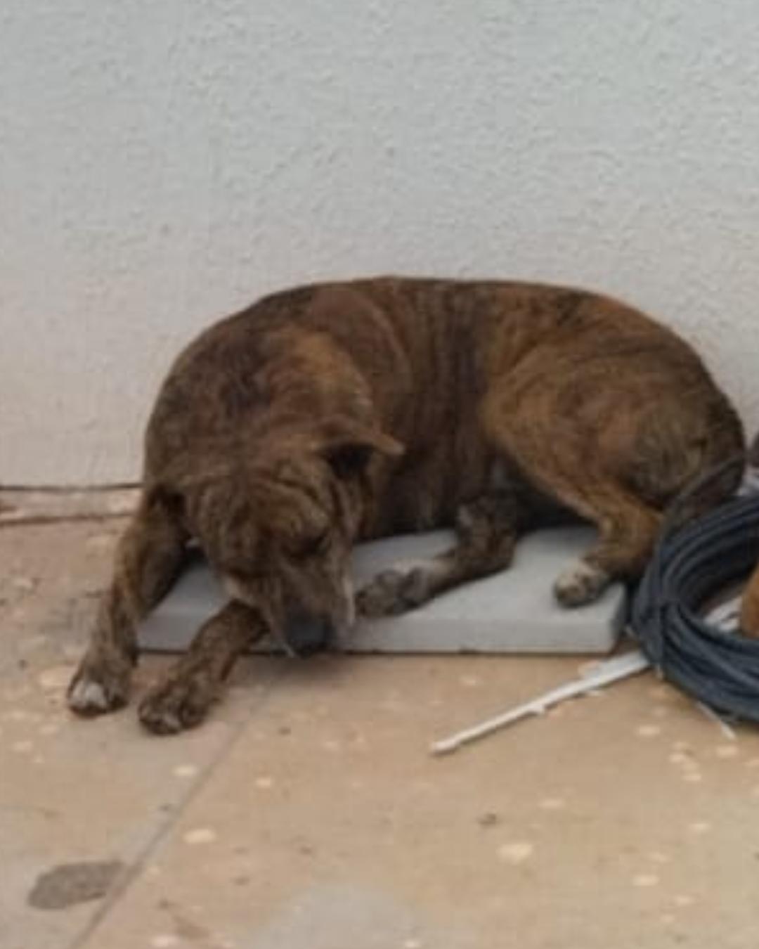 Rajada é encontrada por equipe de buscas contratada pelo Mercado Livre