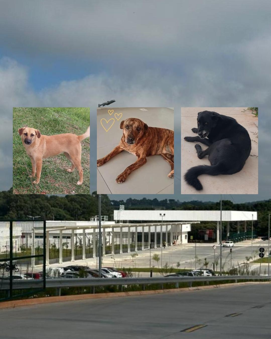 Rascunho automático