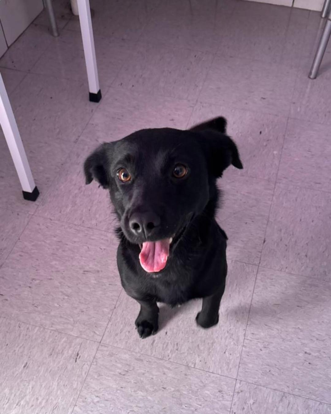 Moradora encontra cachorrinho perdido na rodovia e pede ajuda para encontrar tutores