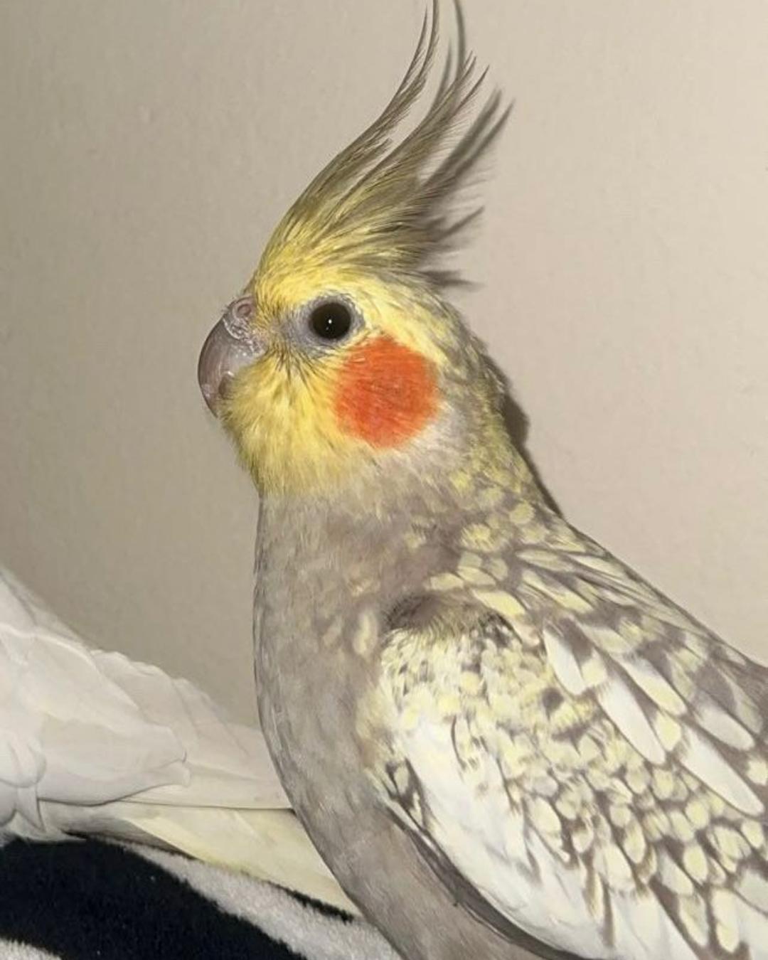 Tutora pede ajuda para encontrar calopsita