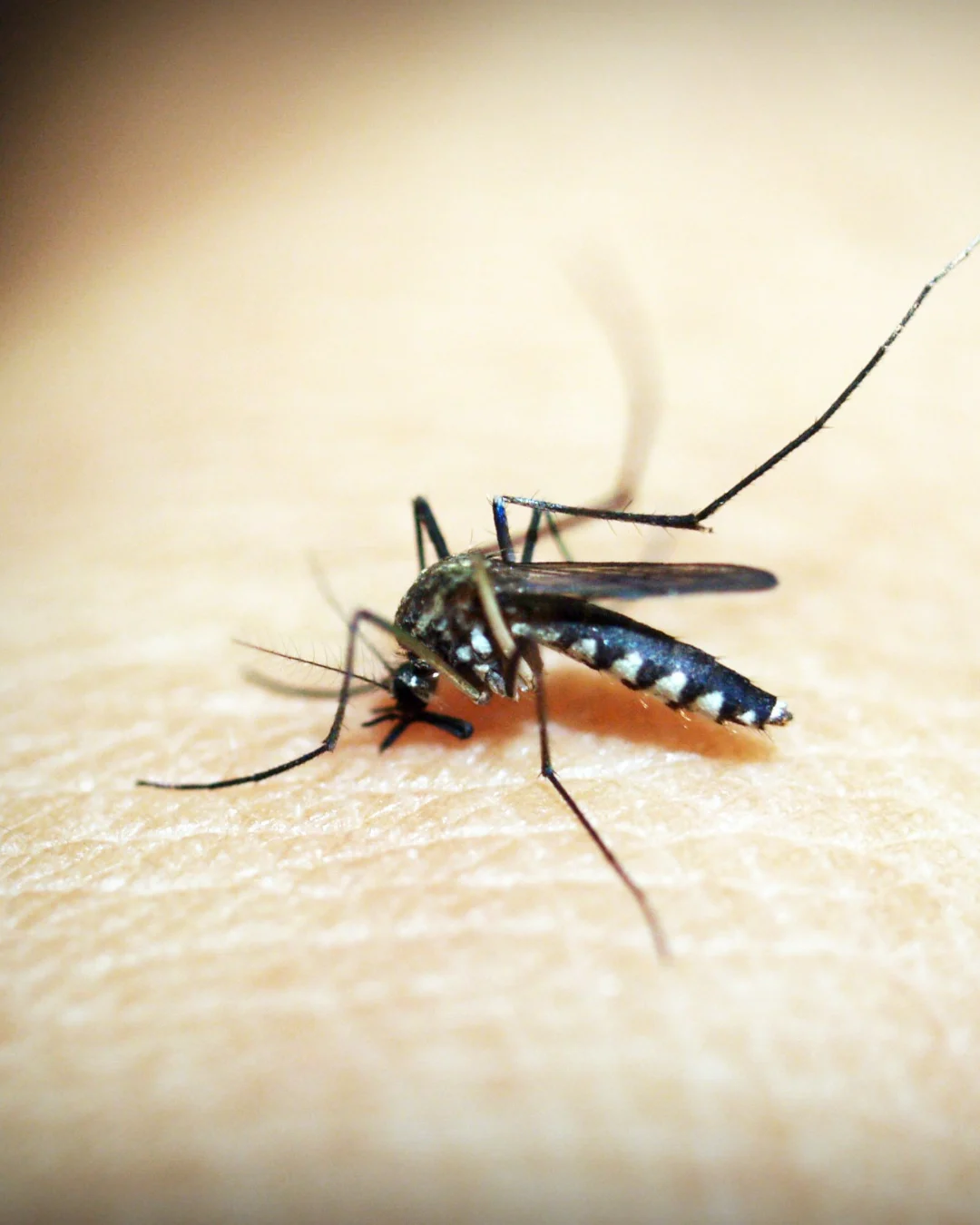 Wolbachia virou política pública, mas segue fora do debate público