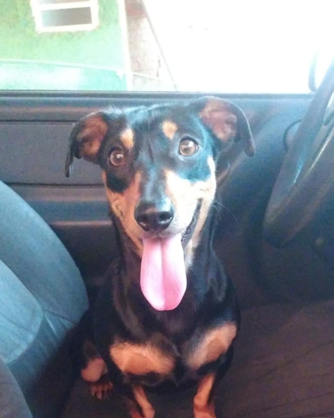 Ajude a achar a cachorrinha Monica que desapareceu no Jardim Arvoredo