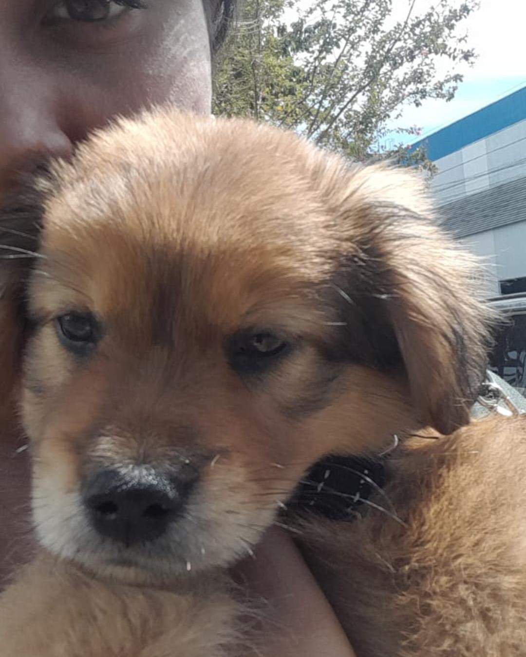 Ajude a achar o Max! O filhotinho desapareceu próximo da Câmara Municipal