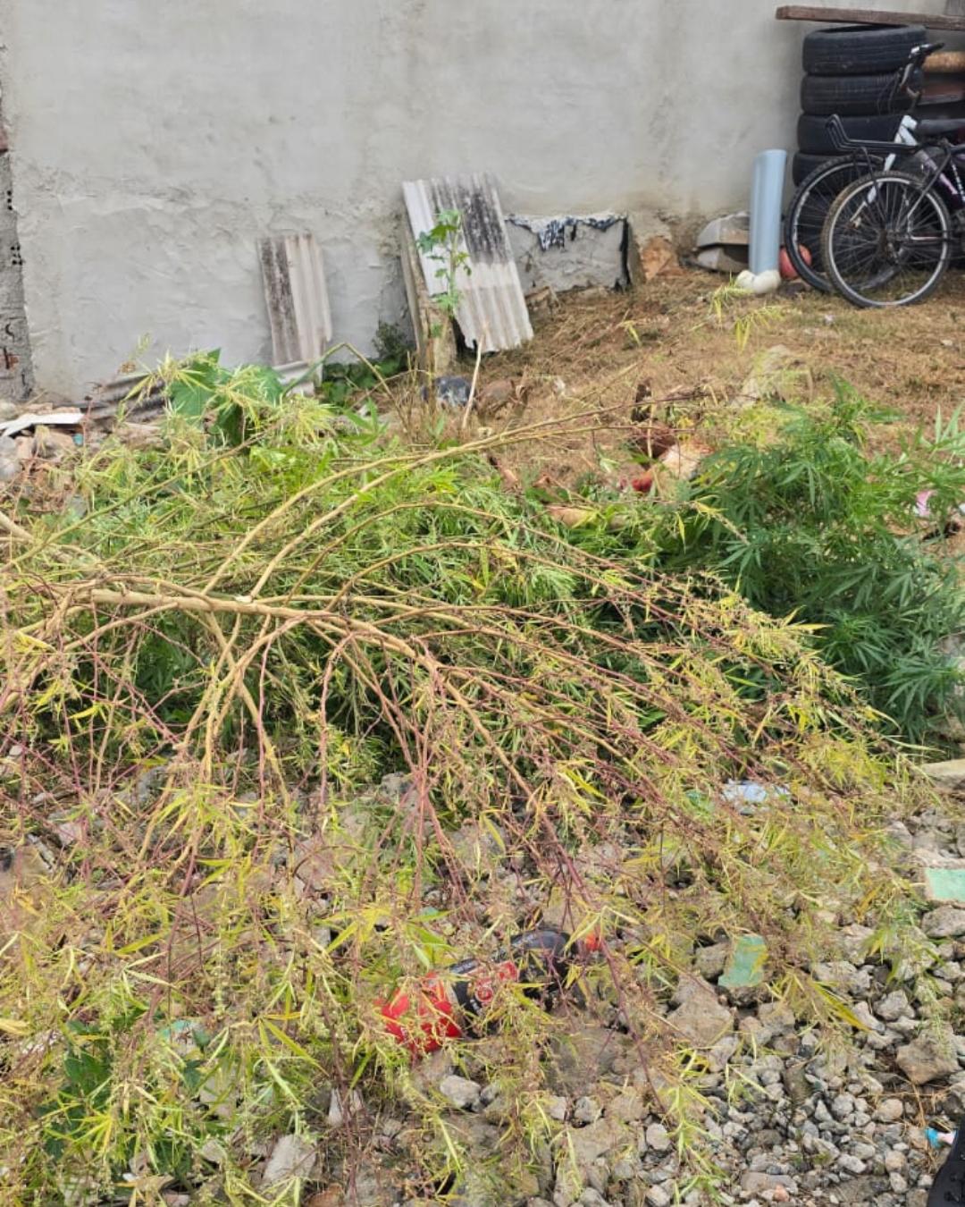 Delegacia de Araucária e Guarda Municipal apreendem plantação de maconha e prendem um suspeito
