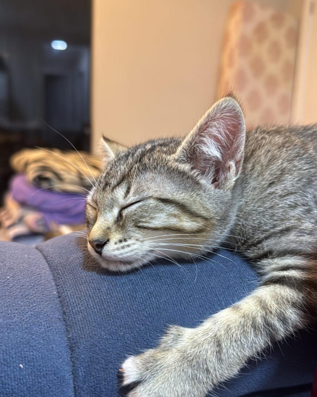 Família está a procura da gatinha Pennelope que desapareceu no bairro Cachoeira