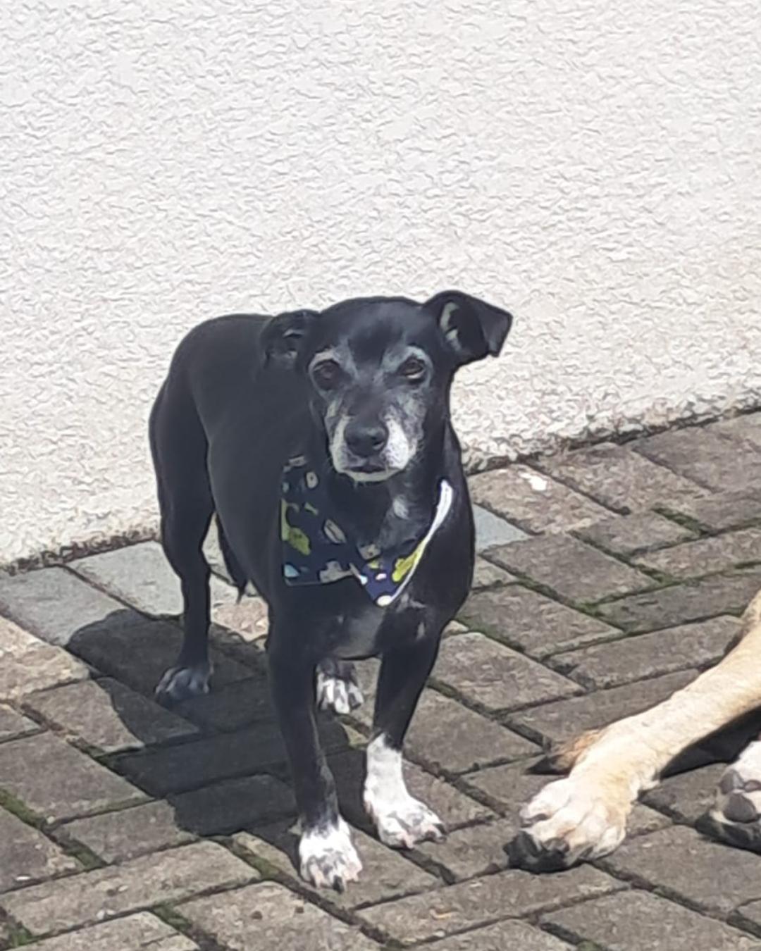 Família pede ajuda para encontrar cachorrinho desaparecido