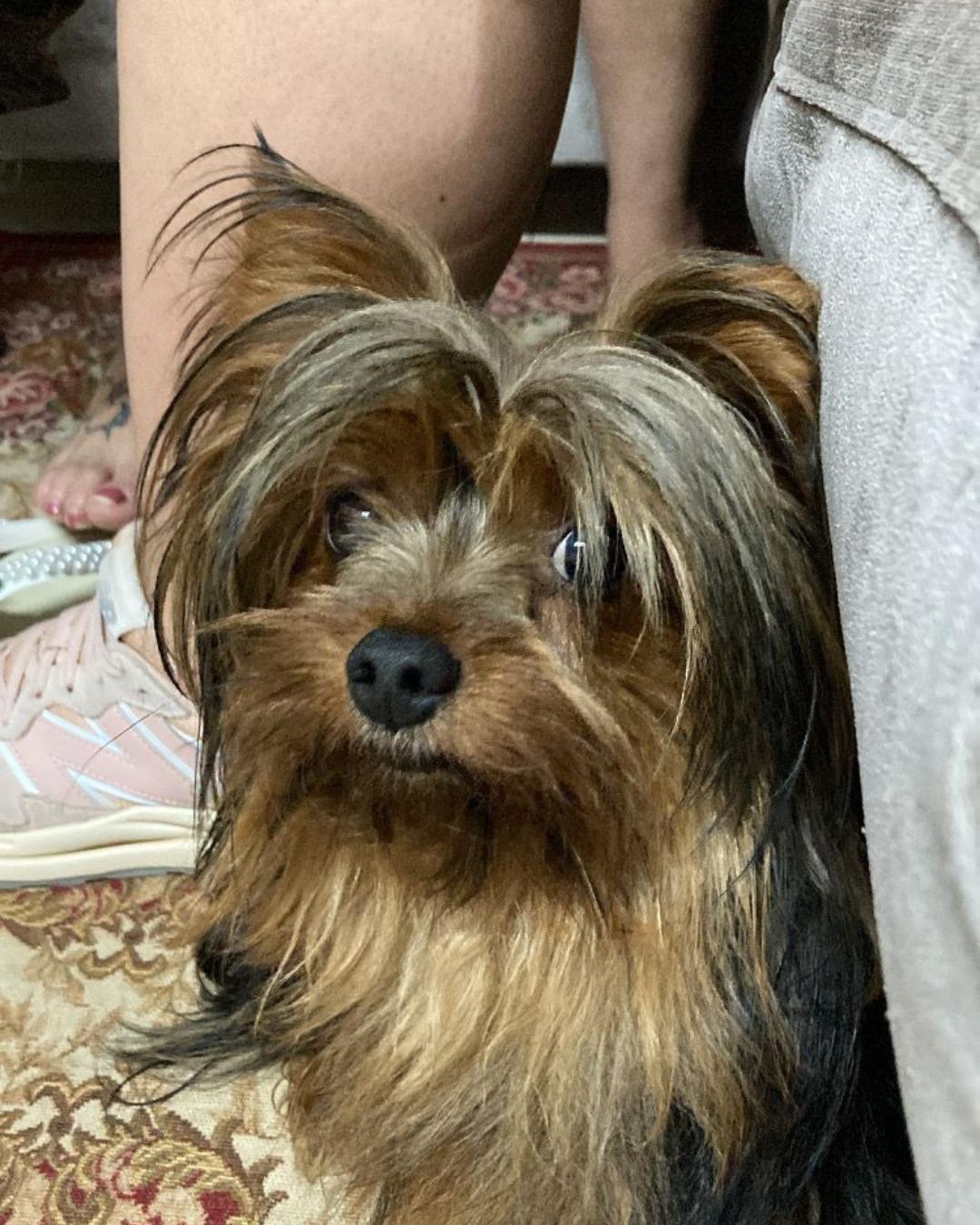 Família pede ajuda para encontrar cachorrinho yorkshire desaparecido