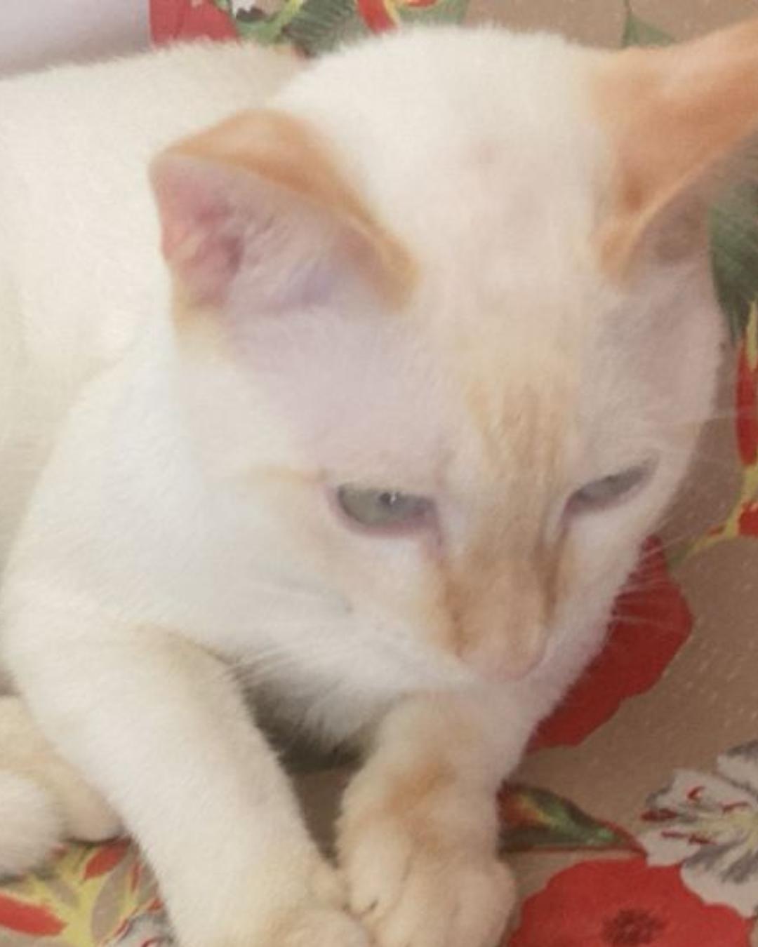 Família pede ajuda para encontrar gatinha desaparecida no Centro