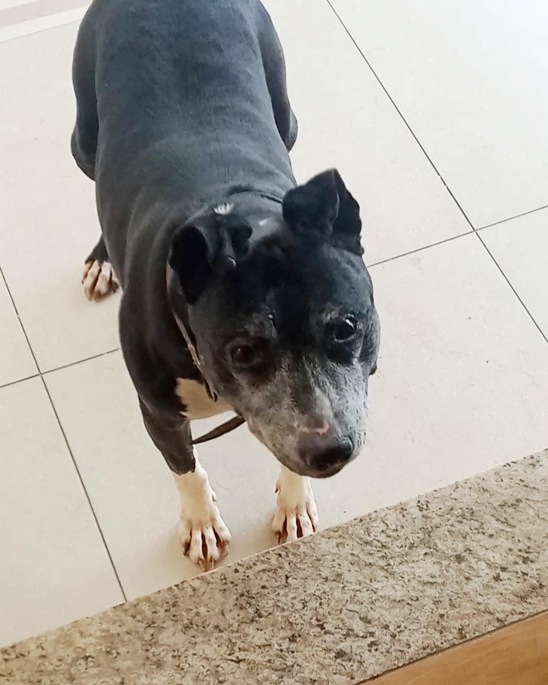 Família pede ajuda para encontrar pitbull desaparecida