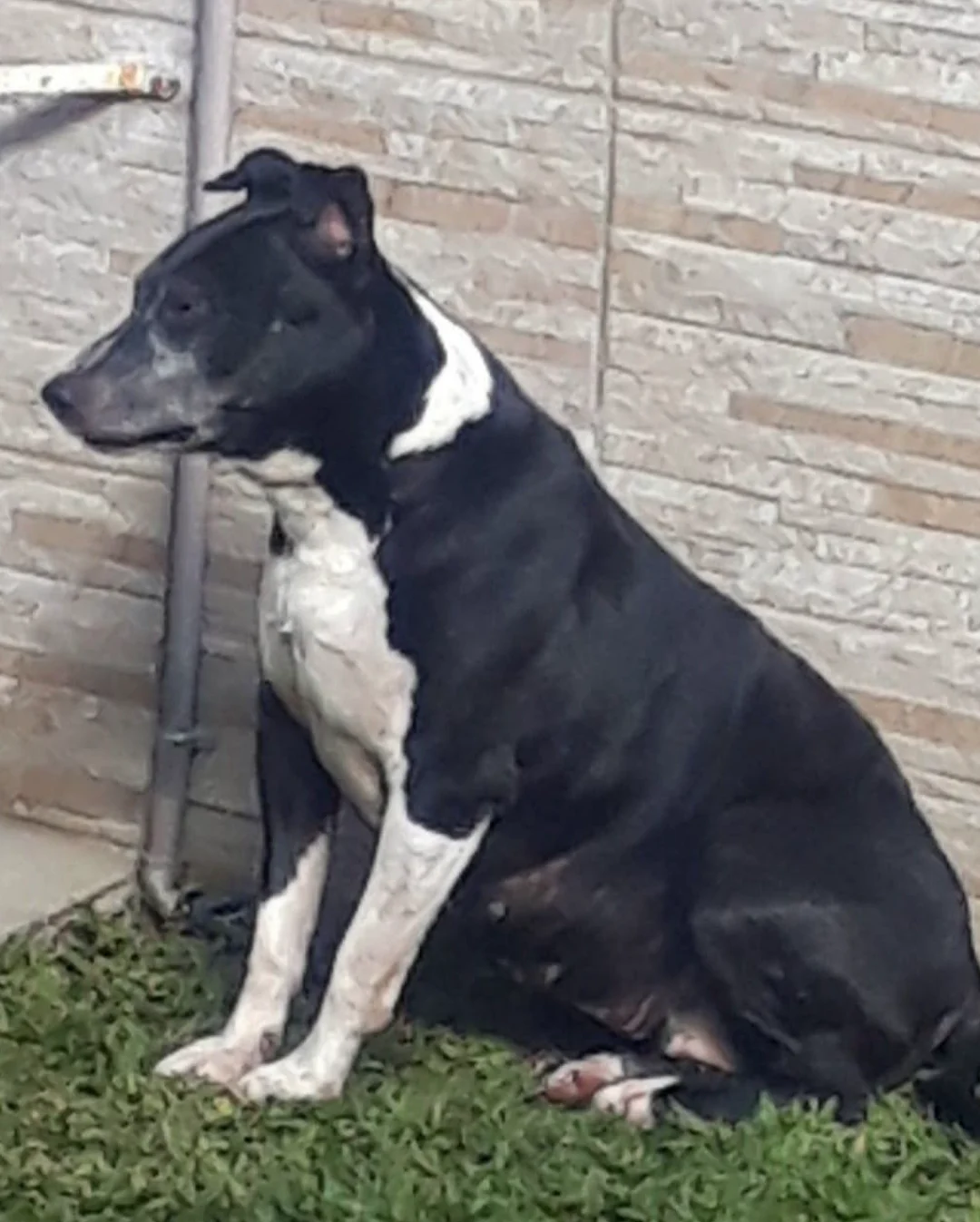 Família pede ajuda para encontrar pitbull desaparecida
