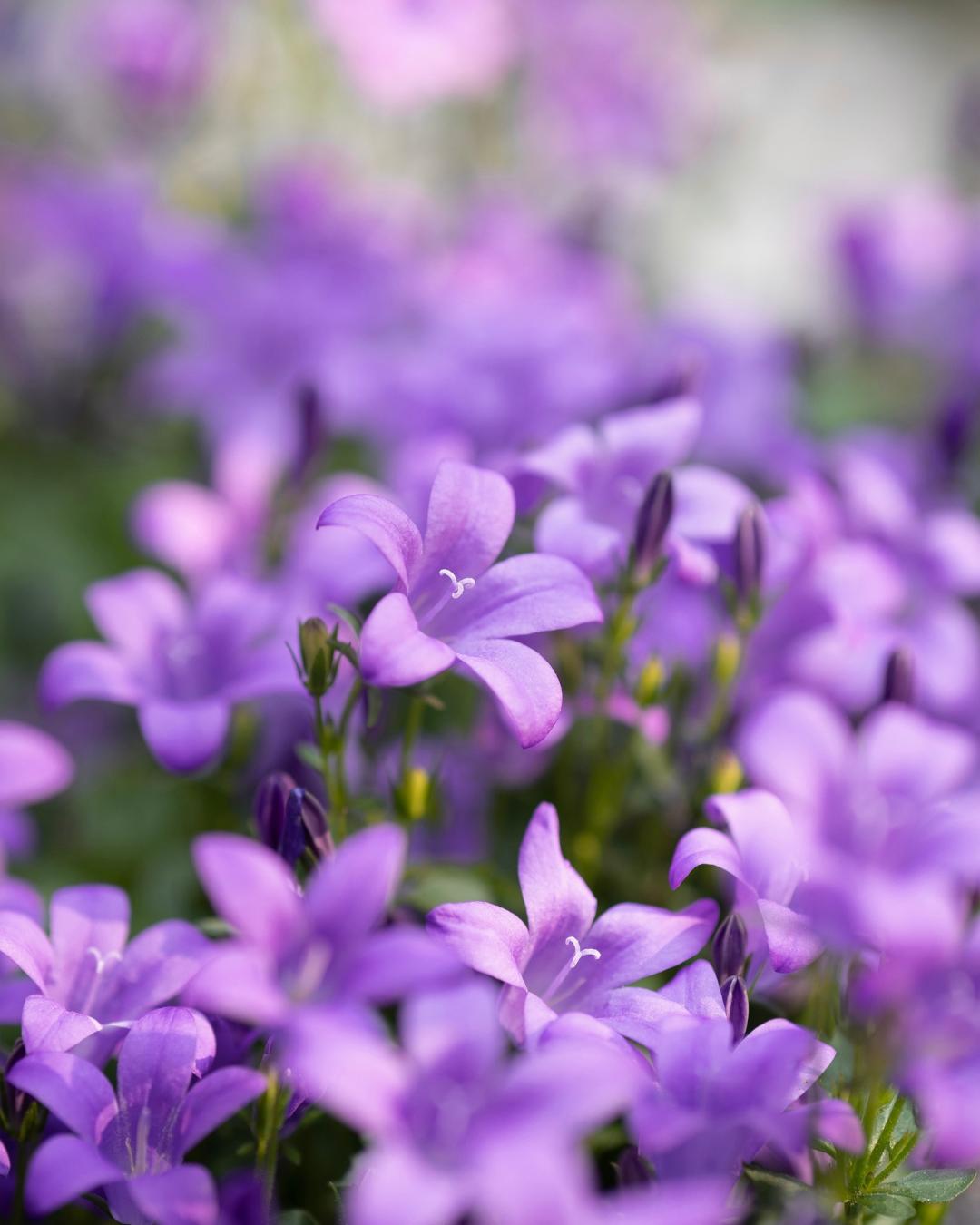 Irmão Lauro: As violetas