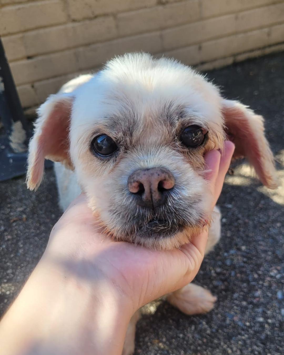 Moradora do Campina das Pedras resgata cachorrinha e procura por tutor