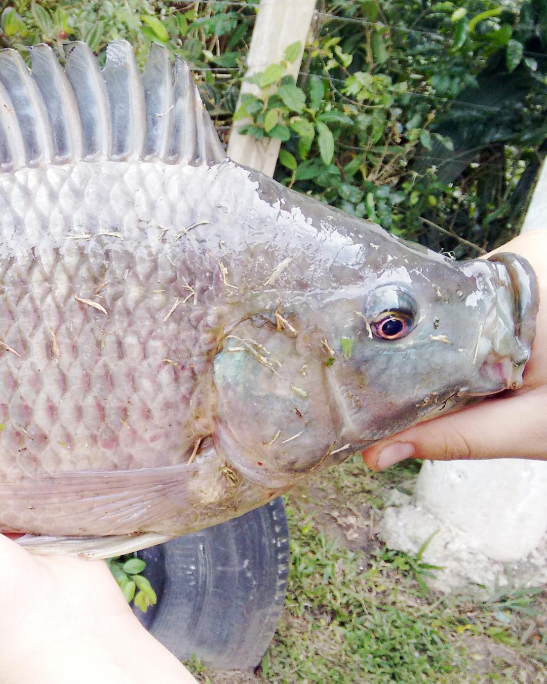 Prefeitura começa a credenciar comer­ciantes para a 34ª Feira do Peixe