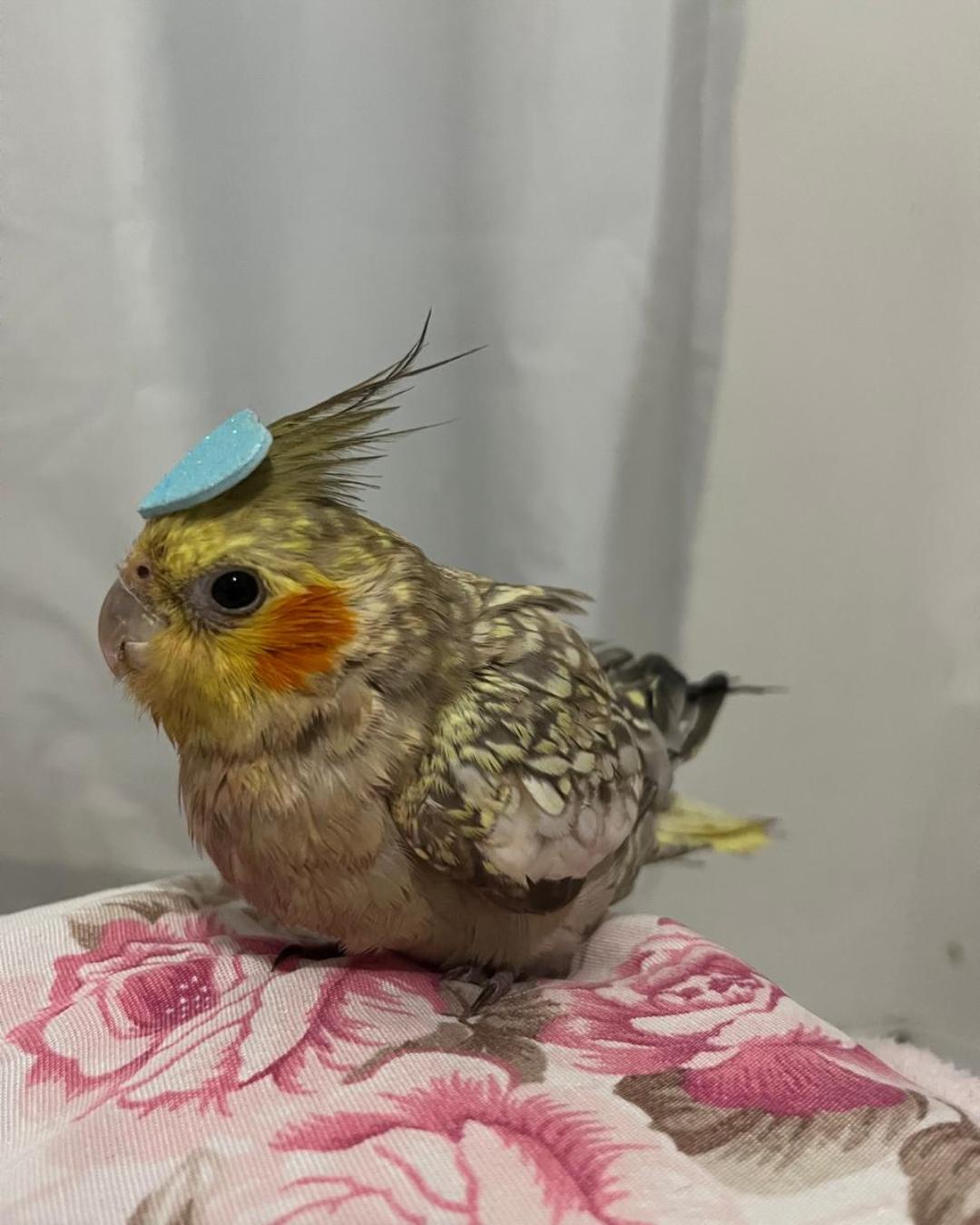 Moradora do bairro Costeira pede ajuda para encontrar calopsita