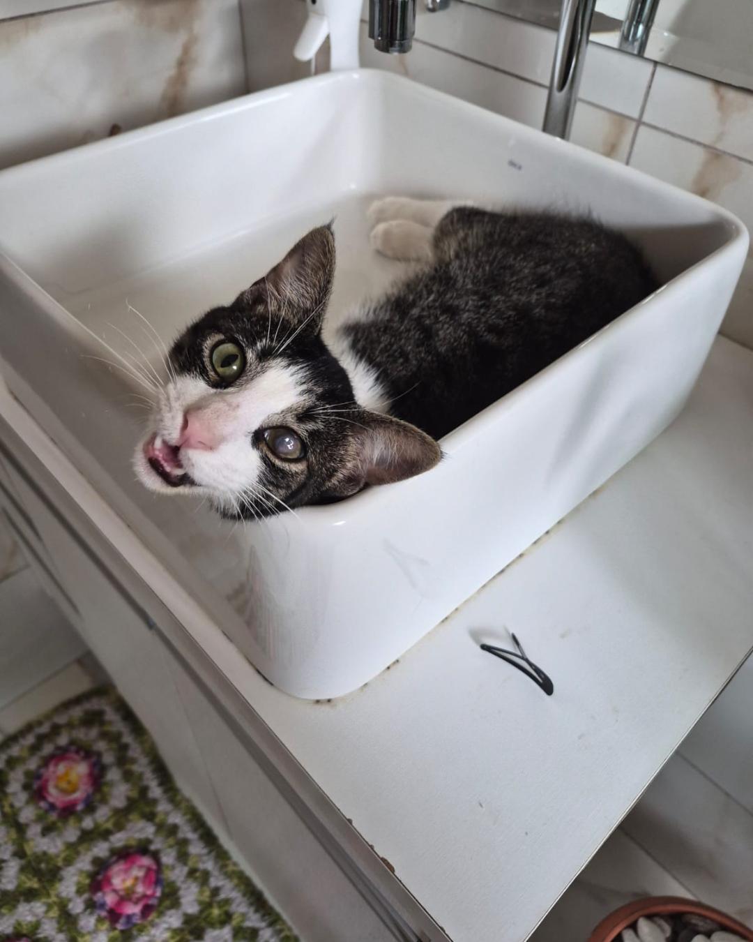 Rascunho automático