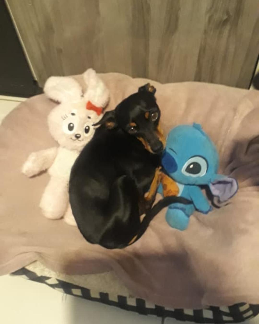 Rascunho automático