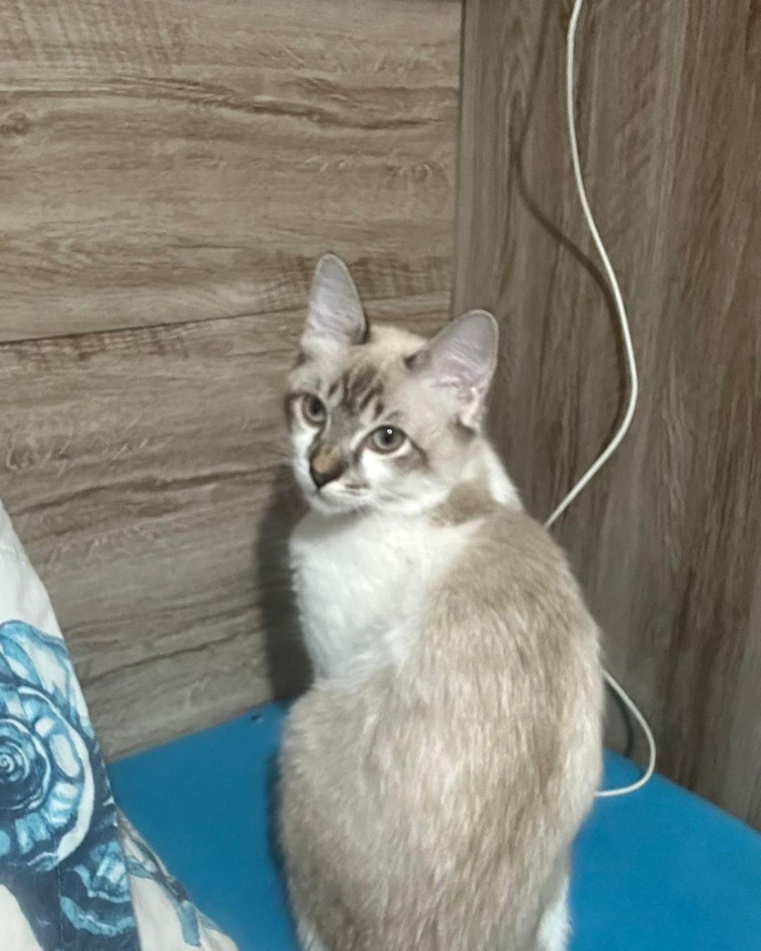 Família pede ajuda para encontrar gatinho desaparecido