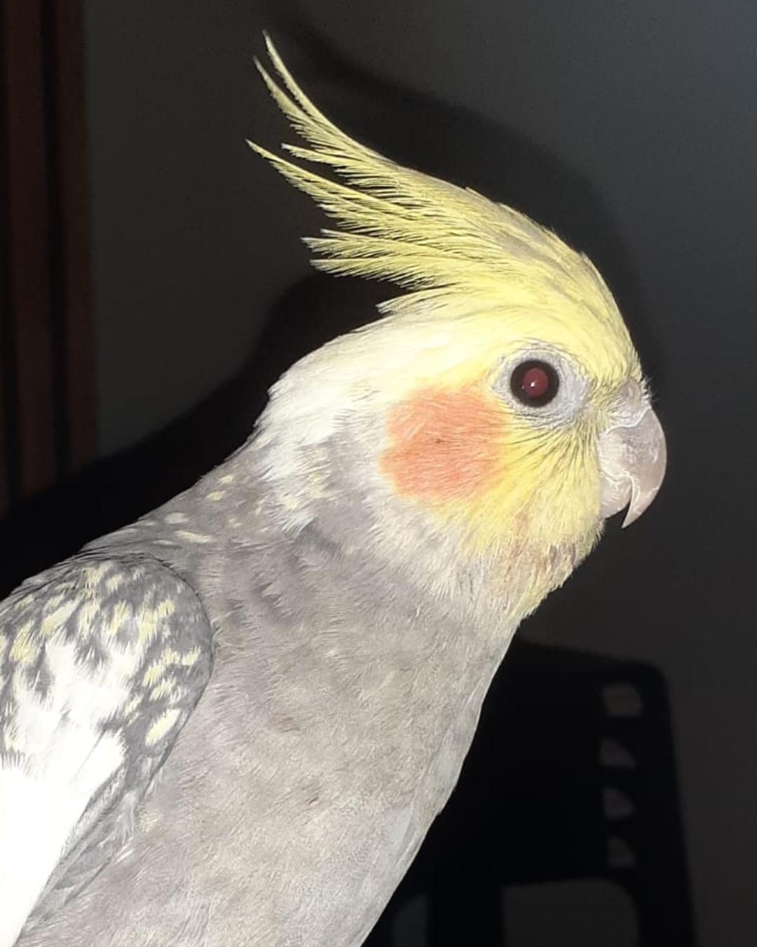 No Campina da Barra, calopsita foge e família pede ajuda para encontrá-lo