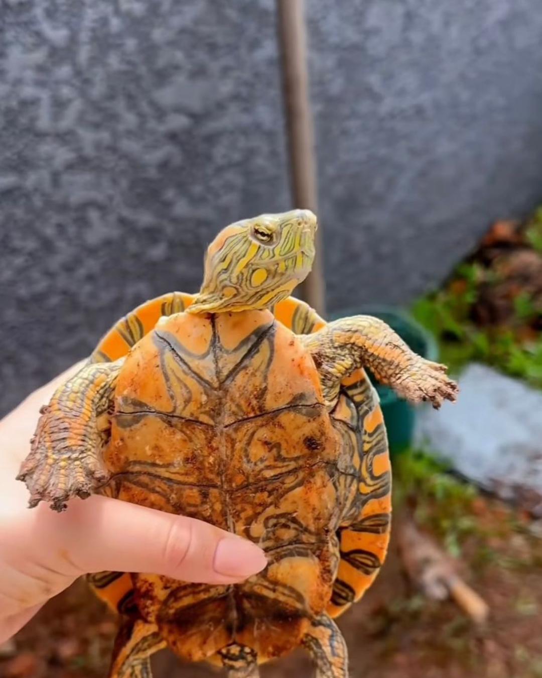 Tartaruga foge de casa e tutora pede ajuda para encontrá-la