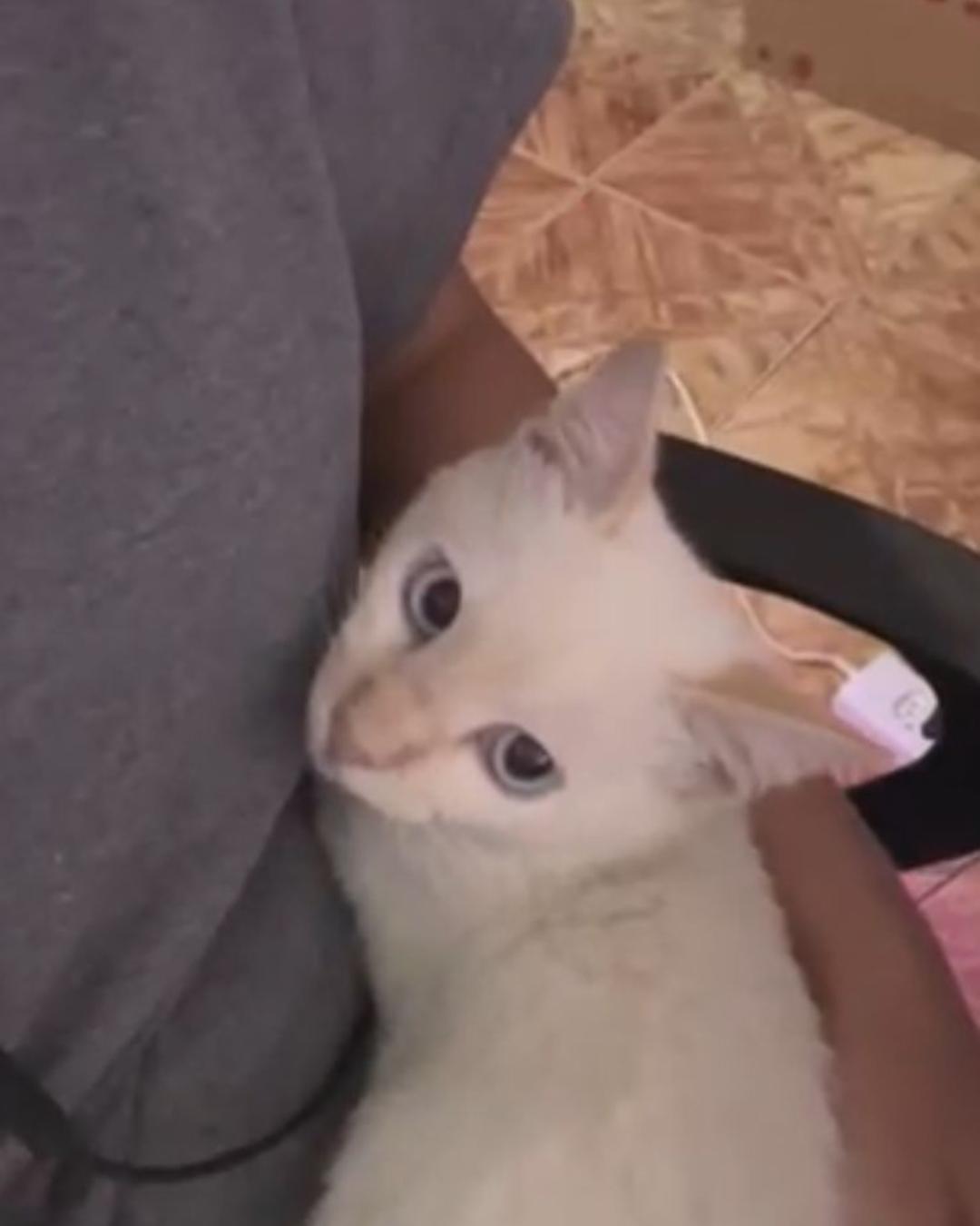 Tutora pede ajuda para encontrar gatinha de 4 meses que sumiu no Capela Velha