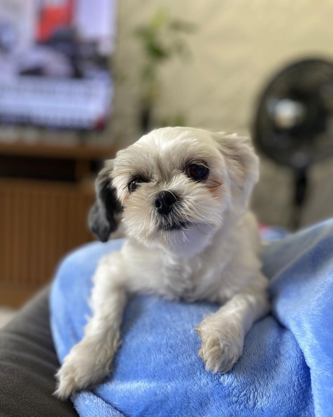 Tutora pede ajudar para encontrar Ilhasa Ellie