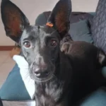 Ajude a achar a cachorrinha Aíme que sumiu no bairro Costeira