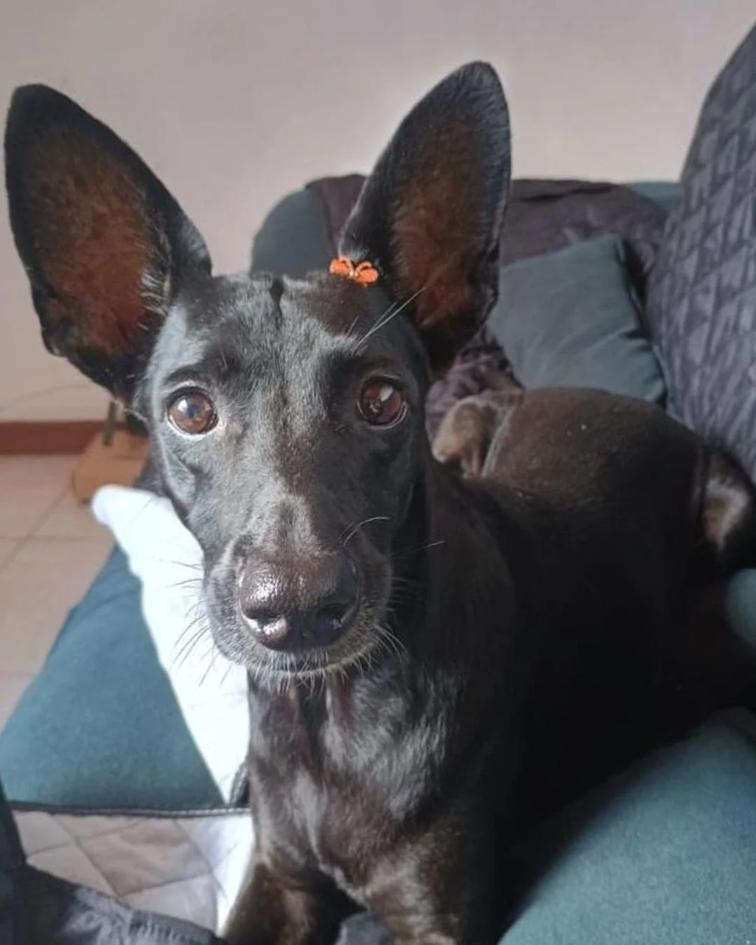 Ajude a achar a cachorrinha Aíme que sumiu no bairro Costeira