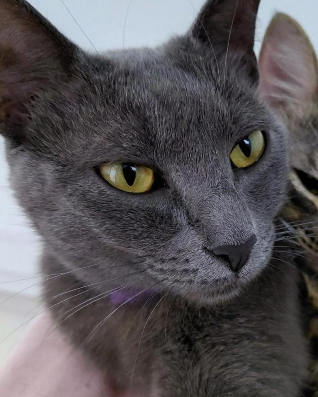 Ajude a achar a gatinha Valquíria que desapareceu no bairro Iguaçu