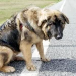 Animais na pista: Via Araucária orienta condutores sobre como proceder e evitar acidentes