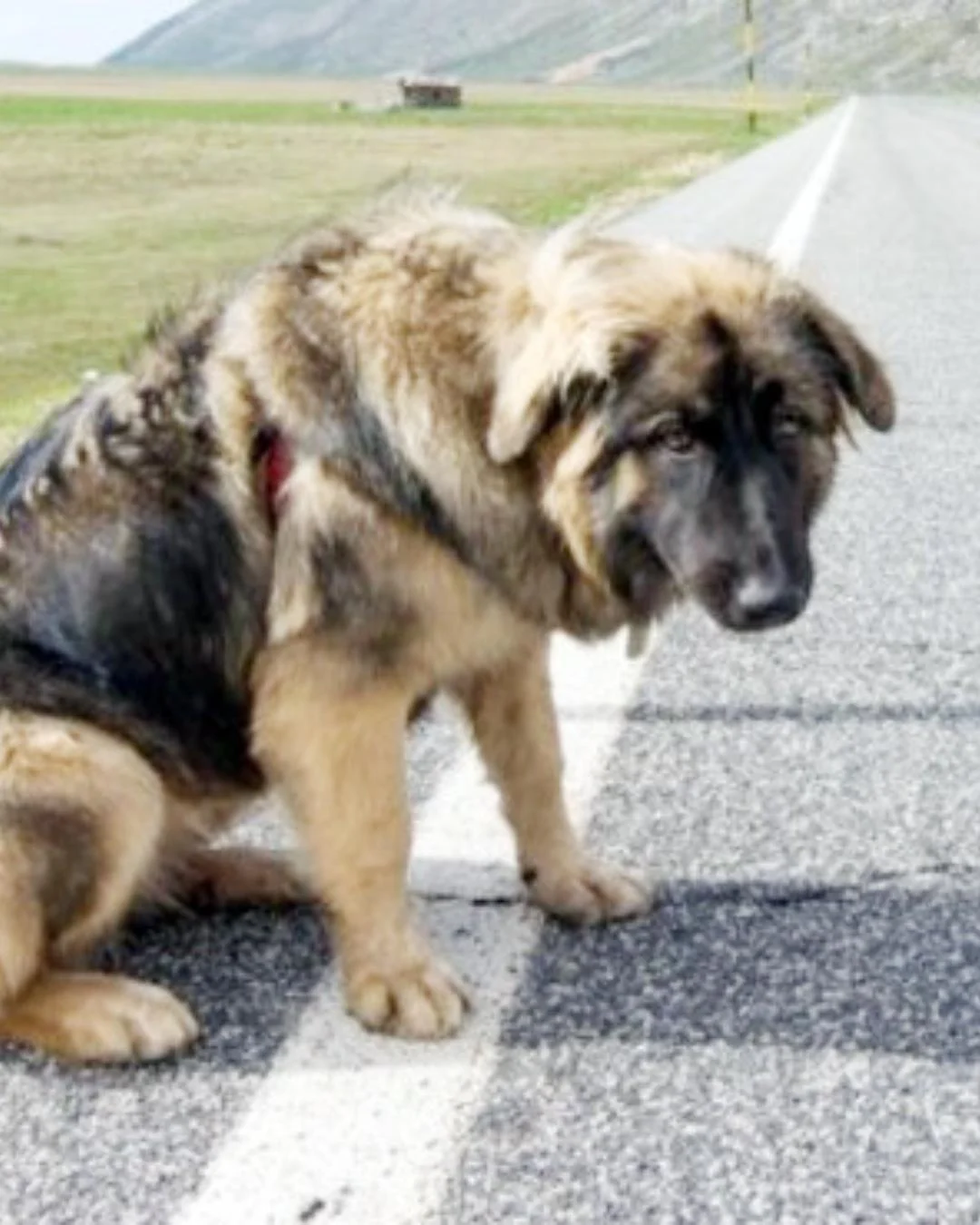 Animais na pista: Via Araucária orienta condutores sobre como proceder e evitar acidentes