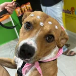 Cachorrinha busca nova família em adoção responsável