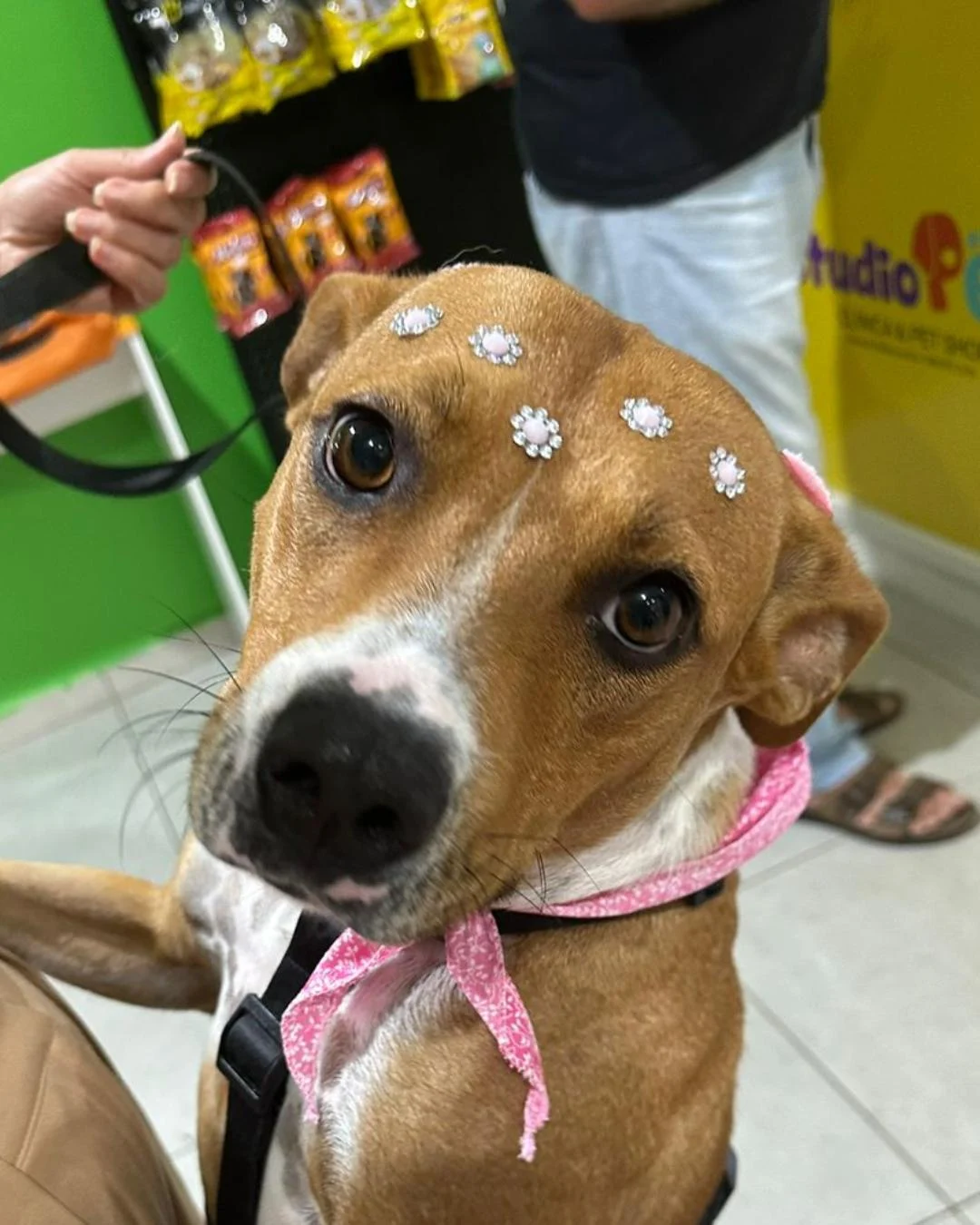 Cachorrinha busca nova família em adoção responsável