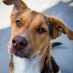 Cachorrinho é encontrado perdido próximo do Fórum e está a procura do tutor