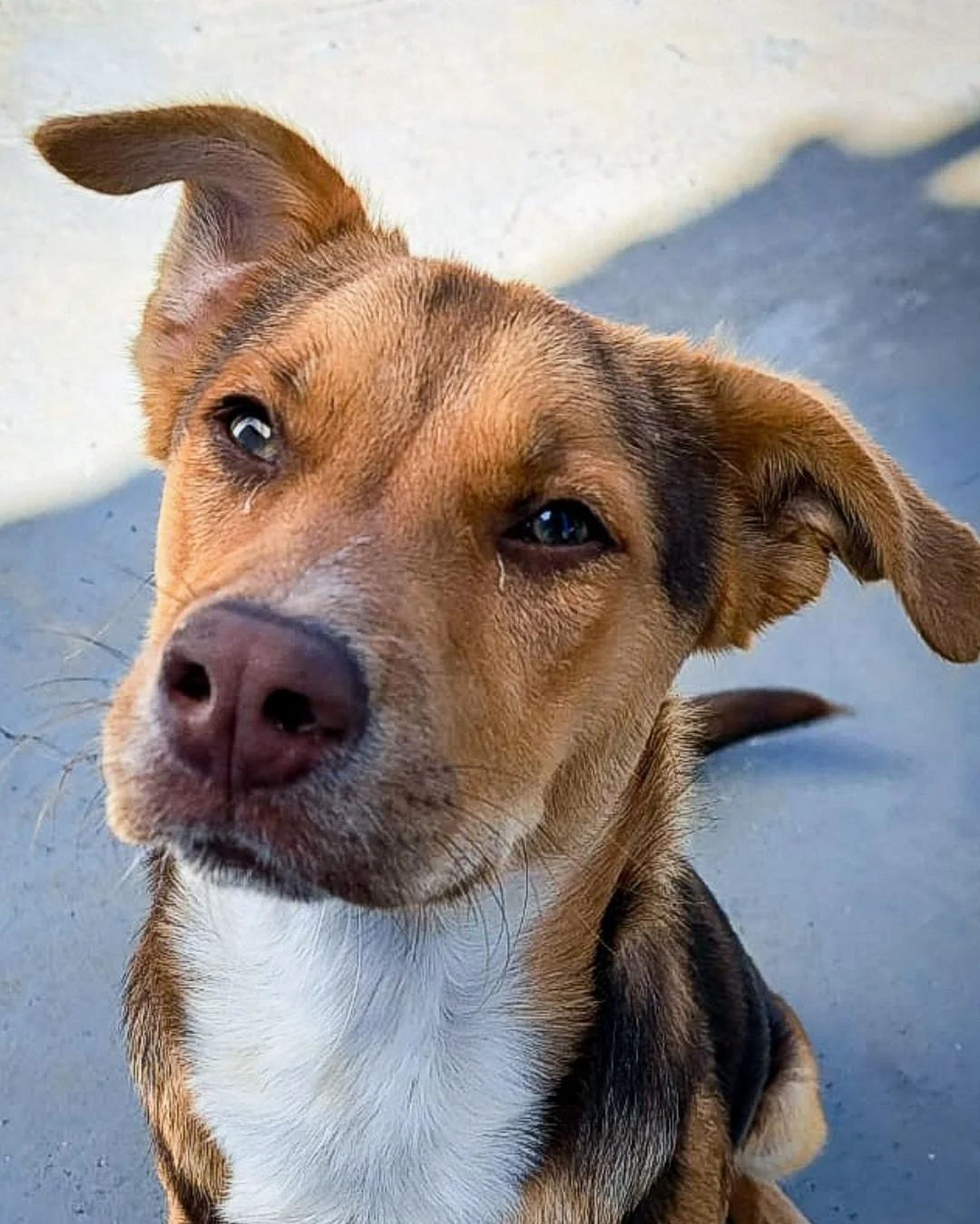 Cachorrinho é encontrado perdido próximo do Fórum e está a procura do tutor