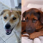 Cãezinhos resgatados por protetora estão para adoção
