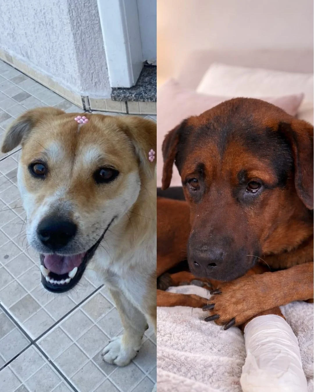 Cãezinhos resgatados por protetora estão para adoção