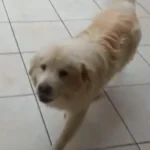 Cão Mandioca desaparece e família pede ajuda para encontrá-lo