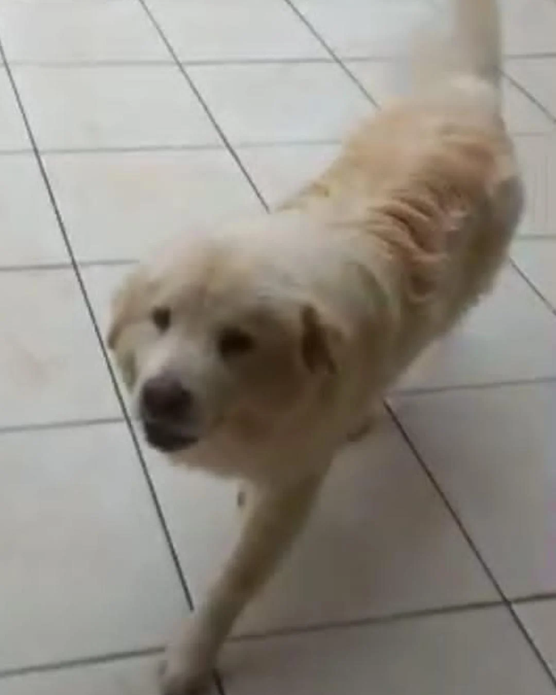 Cão Mandioca desaparece e família pede ajuda para encontrá-lo