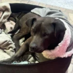 Cãozinho comunitário está disponível para adoção responsável