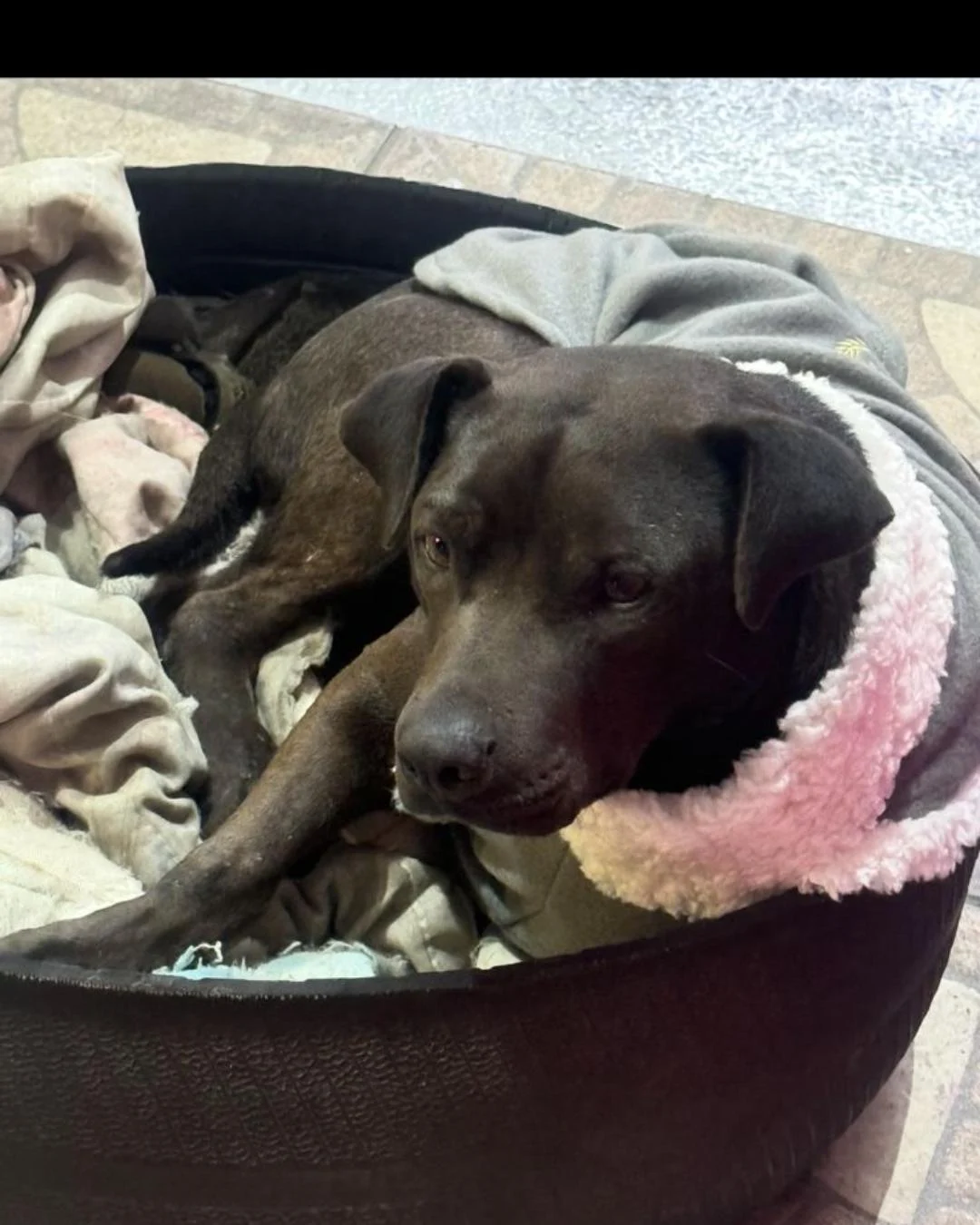 Cãozinho comunitário está disponível para adoção responsável